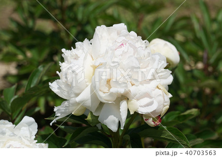 芍薬・新珠 芍薬・新珠 40703563