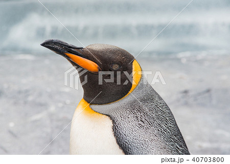 キングペンギンの横顔の写真素材