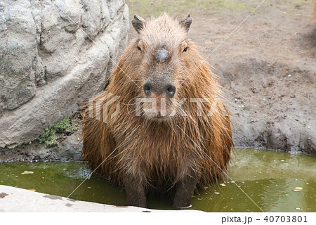 正面を向いてボーとしているカピバラ 正面を向いてボーとしているカピバラ 40703801
