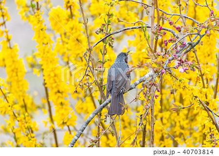 サクラの枝にとまりレンギョウの花を食べるヒヨドリの写真素材