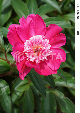 しゃくやく・紅日輪 しゃくやく・紅日輪 40704147