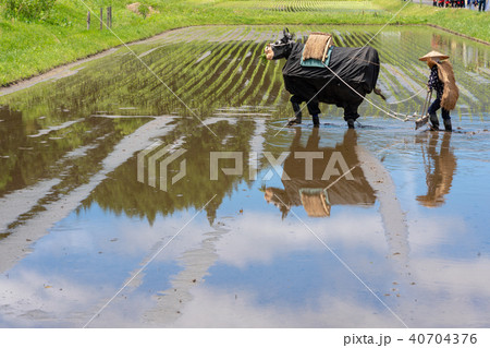 比田の花田植え 牛の田仕事 代掻き 比田の花田植え 牛の田仕事 代掻き 40704376