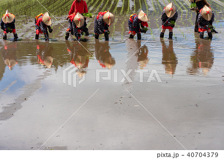 比田の花田植え 比田の花田植え 40704379