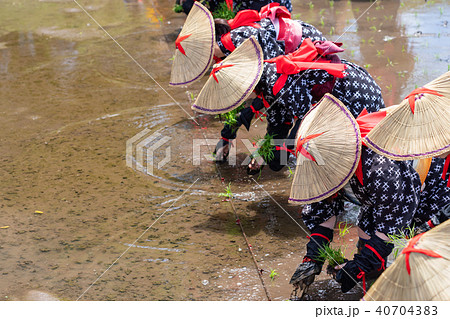 比田の花田植え 比田の花田植え 40704383