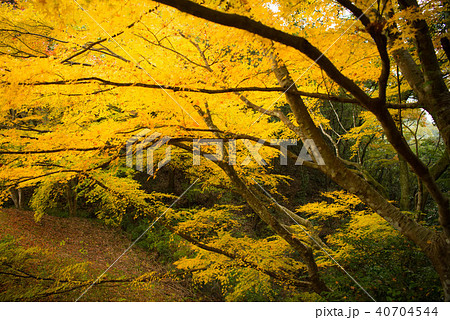 紅葉 白馬渓の写真素材