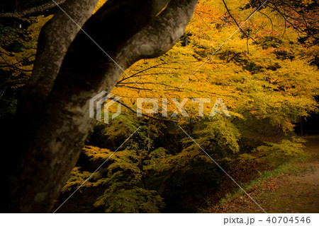 紅葉 白馬渓 紅葉 白馬渓 40704546