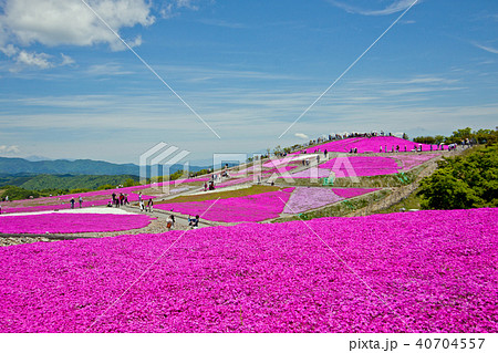 芝桜まつり 茶臼山3 芝桜まつり 茶臼山3 40704557