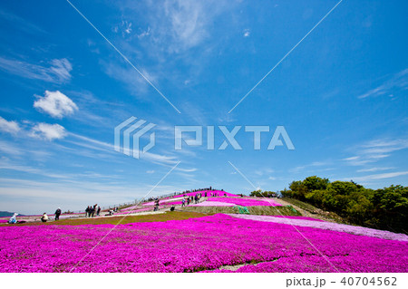 芝桜まつり 茶臼山 8 40704562