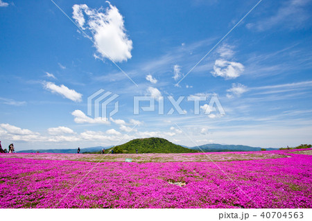 芝桜まつり 茶臼山 9 芝桜まつり 茶臼山 9 40704563