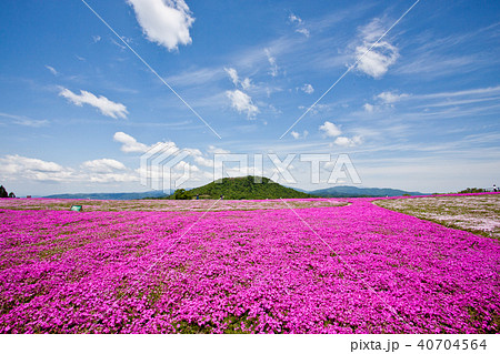 芝桜まつり 茶臼山 10 芝桜まつり 茶臼山 10 40704564