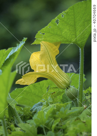 かぼちゃの花 雌花 かぼちゃの花 雌花 40704669