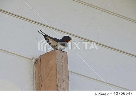 ツバメ一羽(JR関ヶ原駅/岐阜県不破郡関ケ原町大字関ケ原) ツバメ一羽(JR関ヶ原駅/岐阜県不破郡関ケ原町大字関ケ原) 40706947