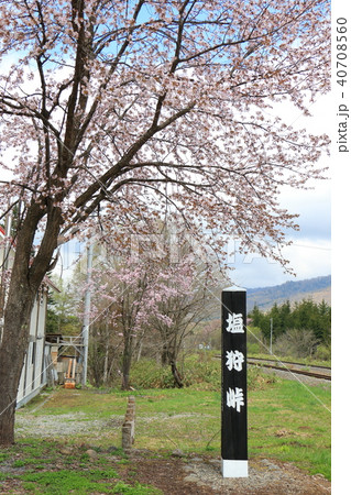 塩狩峠<春>エゾヤマザクラ 塩狩峠<春>エゾヤマザクラ 40708560