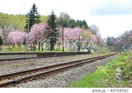 塩狩峠<春>エゾヤマザクラ 塩狩峠<春>エゾヤマザクラ 40708562
