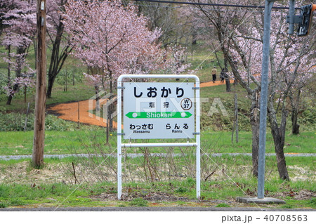 塩狩峠＜春＞エゾヤマザクラ 40708563