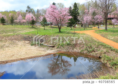 塩狩峠＜春＞エゾヤマザクラ 40708565