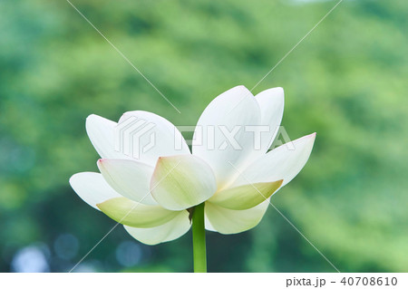 一輪の白い蓮の花の写真素材
