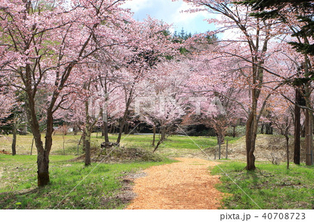 塩狩峠＜春＞エゾヤマザクラ 40708723