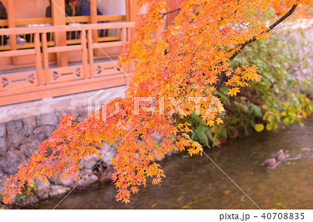 紅葉 40708835
