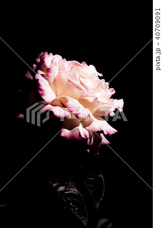 ピース バラの花 ピース バラの花 40709091