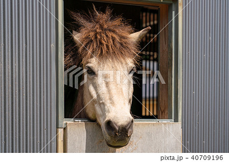 馬の顔 正面の写真素材