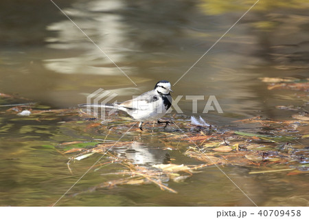 水辺でエサを探すハクセキレイ 40709458