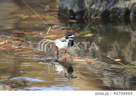 水辺でエサを探すハクセキレイ 40709464