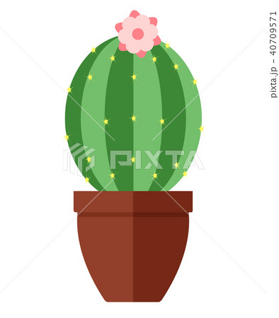 Room, green cactus in flower pot  isolated  40709571