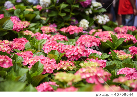 ガクアジサイ 額あじさい 秋紫陽花 40709644