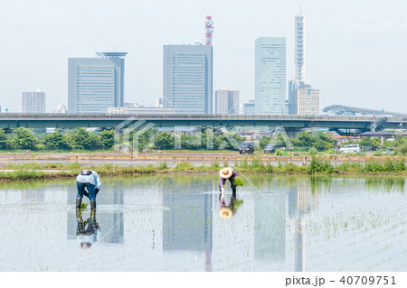 春 見沼田んぼの田植え 田んぼと都会の共存 春 見沼田んぼの田植え 田んぼと都会の共存 40709751