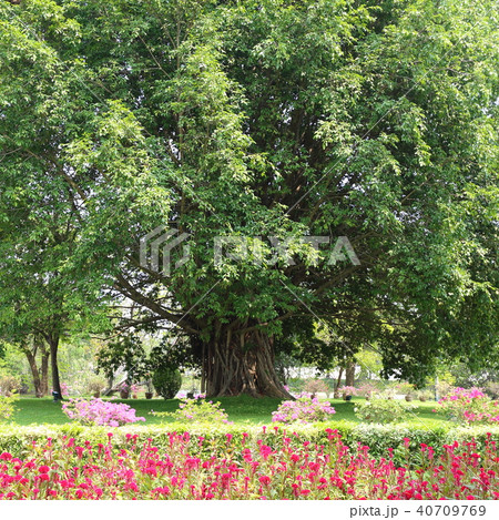 菩提樹の写真素材 [40709769] - PIXTA