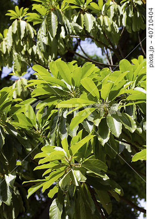 ユズリハ。 ユズリハ。 40710404