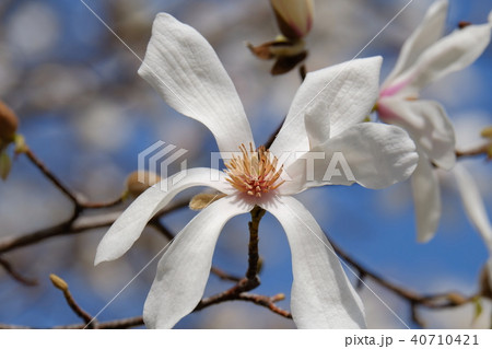 辛夷の花の写真素材