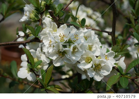 春の花木瓜 40710579