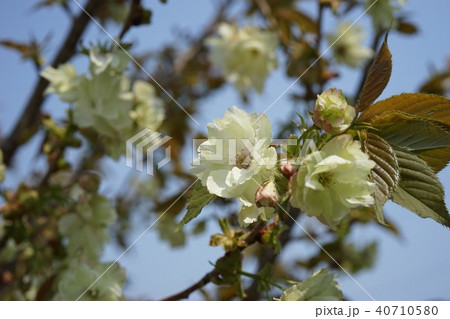 春の花桜 春の花桜 40710580