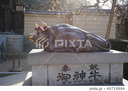 太宰府天満宮 御神牛の写真素材 40710684 Pixta