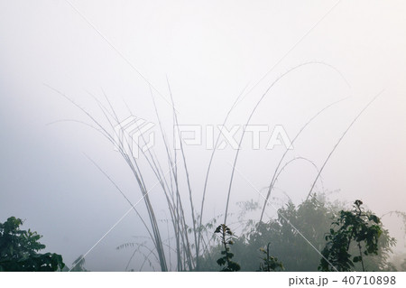 Bamboo and water drops  among mist Bamboo and water drops  among mist 40710898
