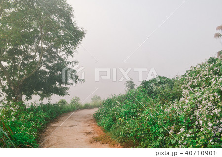 Landscape of forest mountains among mist Landscape of forest mountains among mist 40710901
