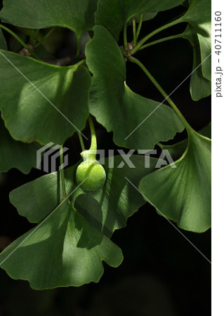 自然　植物　イチョウ、若い銀杏。五月中旬、緑の葉に囲まれてぐんぐん大きくなってきます 40711160