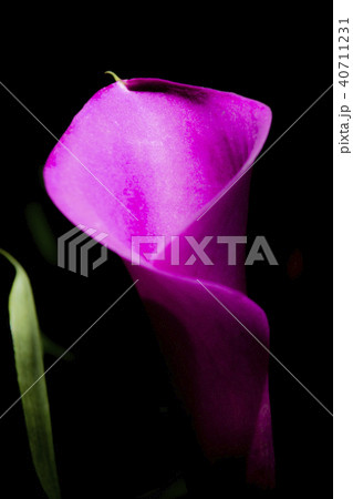 カラー　花 40711231