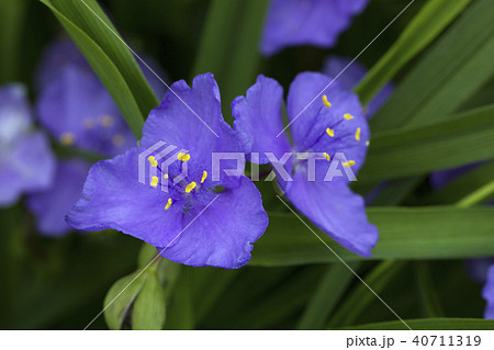 ムラサキツユクサ。 40711319
