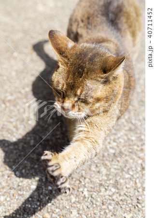 日なたぼっこをする猫 40711452