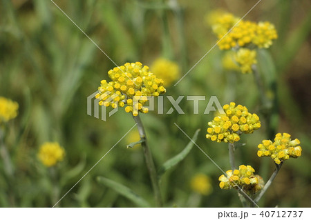 ハハコグサ 40712737