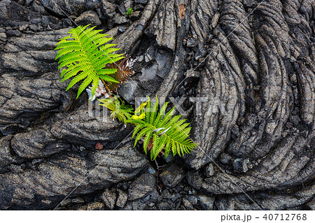 Lava Lava 40712768