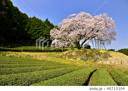 納戸料の百年桜 40713104