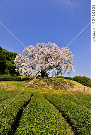 納戸料の百年桜 納戸料の百年桜 40713105