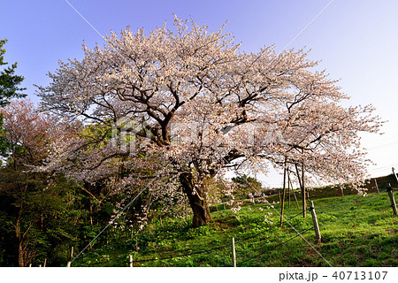 慈眼桜 40713107