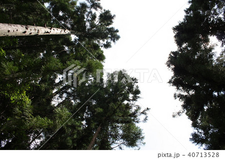 杉(長野県旧大岡村) 杉(長野県旧大岡村) 40713528