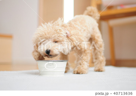 エサを食べる犬 40713636