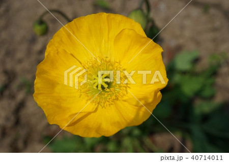 春の花ポピー 春の花ポピー 40714011
